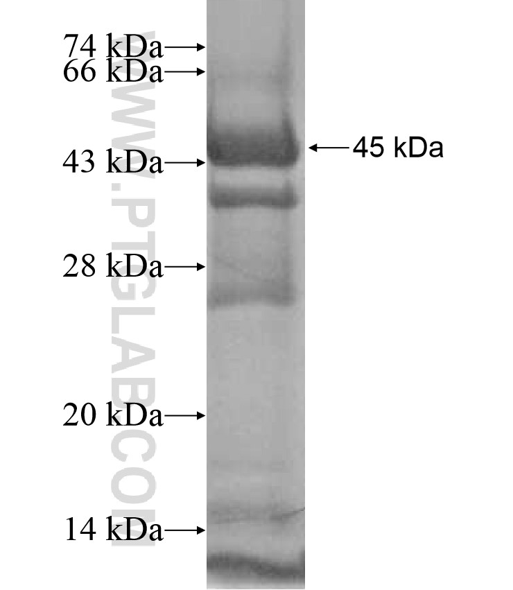 IKBKE fusion protein Ag17234 SDS-PAGE IKBKE fusion protein Ag17234 SDS-PAGE