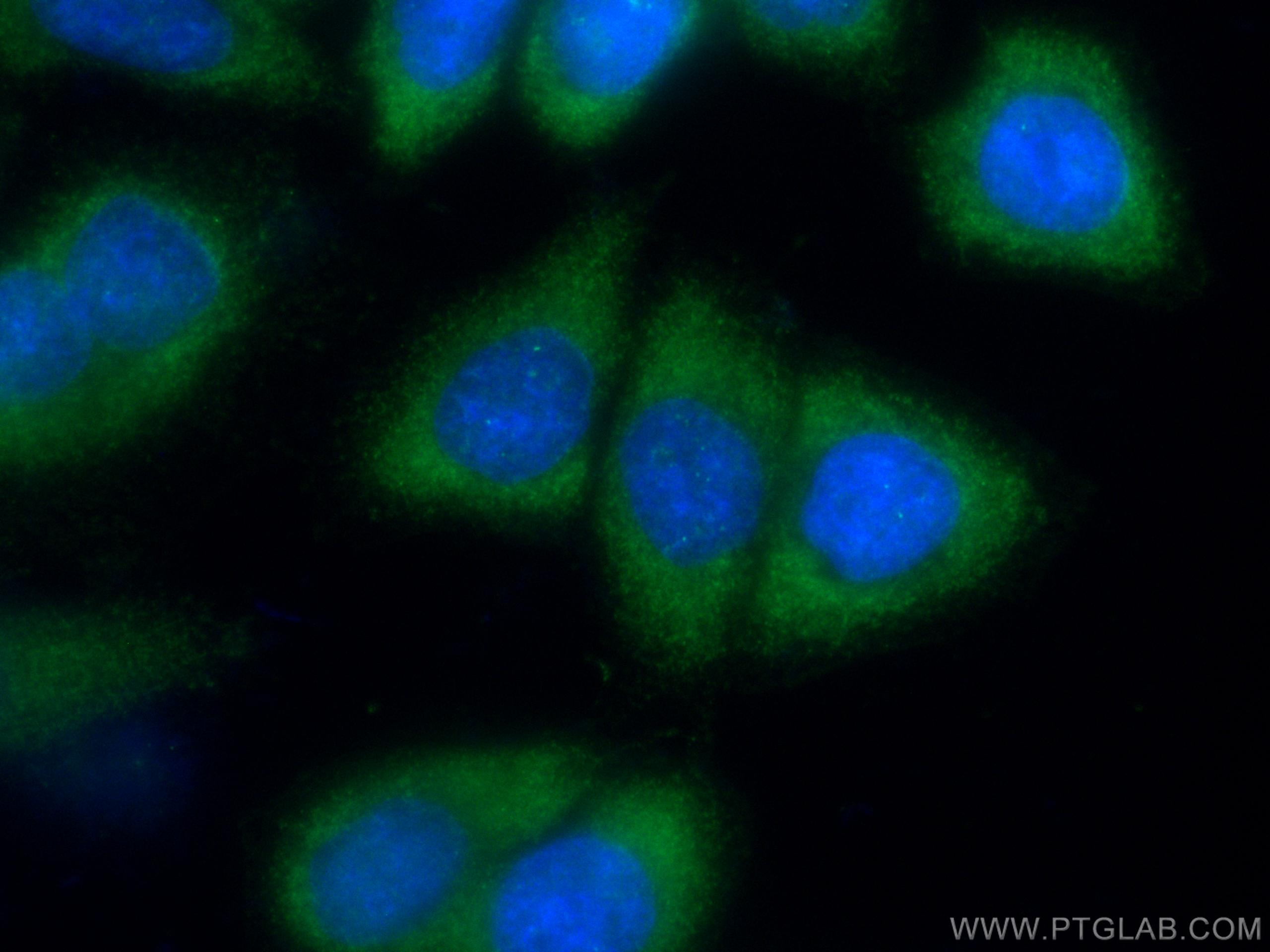 IF Staining of HeLa using CL488-66460