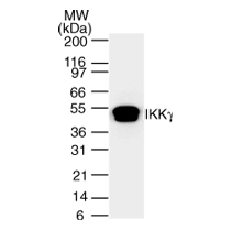 Infkg IKKg antibody (mAb) (Clone 46B844) | Proteintech | 武汉三鹰生物技术有限公司