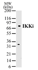 IKKi/IKKe pAb tested by Western blot. IKKi/IKKe detection by Western blot. The analysis was performed using 10 ug of whole-cell extract from Daudi cells and IKKi/IKKe pAb at a 2 ug/ml dilution.