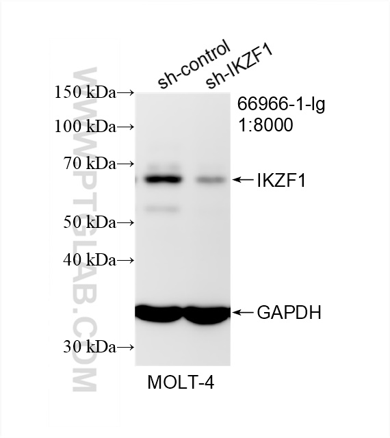 WB analysis of MOLT-4 using 66966-1-Ig (same clone as 66966-1-PBS)