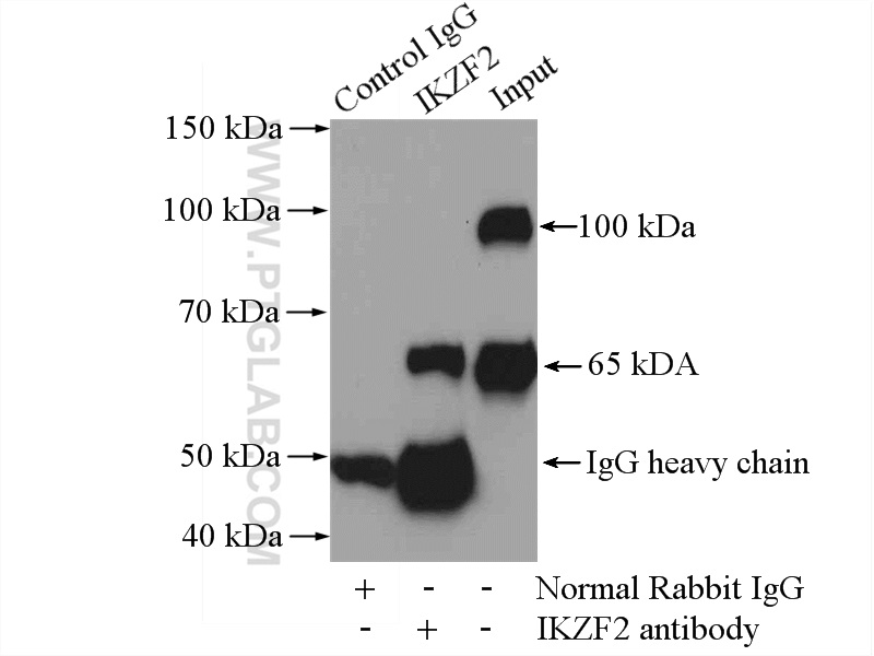 IP experiment of Jurkat using 13554-1-AP