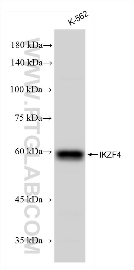 IKZF4