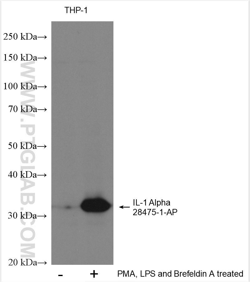 WB analysis using 28475-1-AP