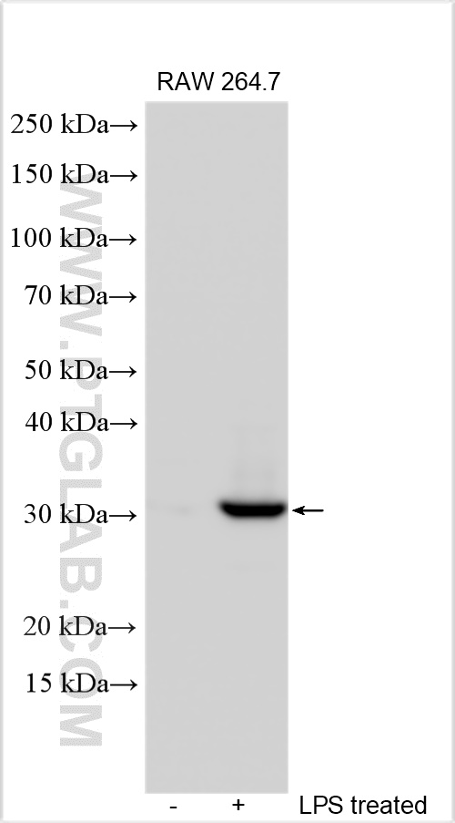 WB analysis using 30216-1-AP