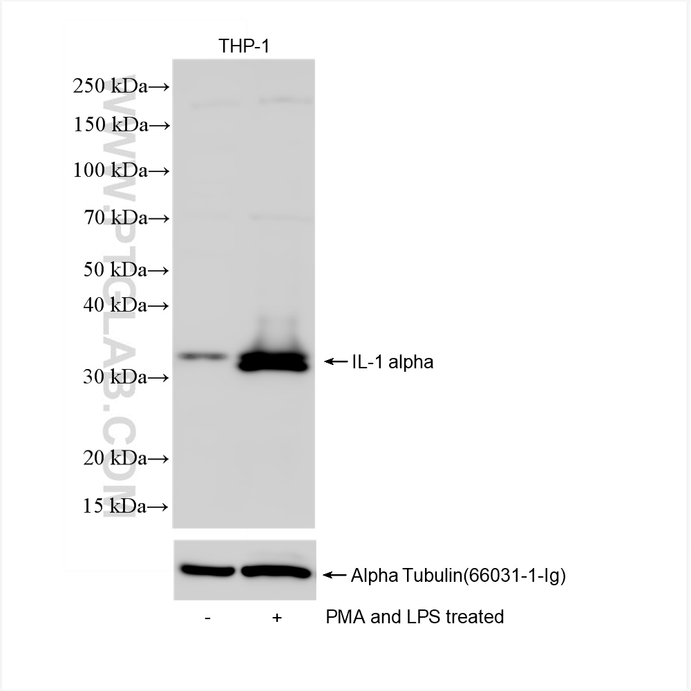 WB analysis of THP-1 using 84411-5-RR (same clone as 84411-5-PBS)