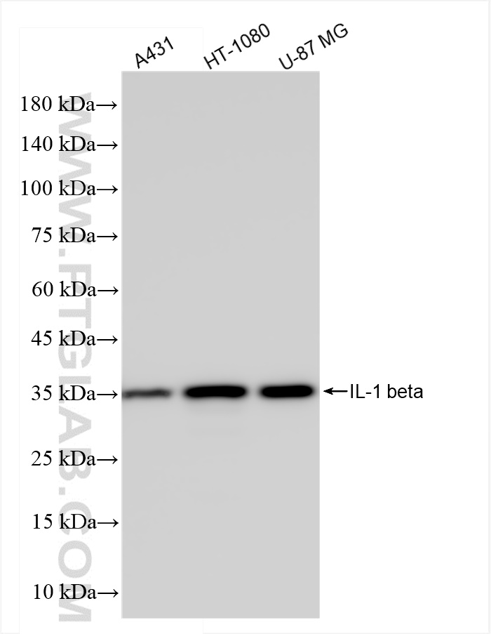 WB analysis using 82696-17-RR (same clone as 82696-17-PBS)
