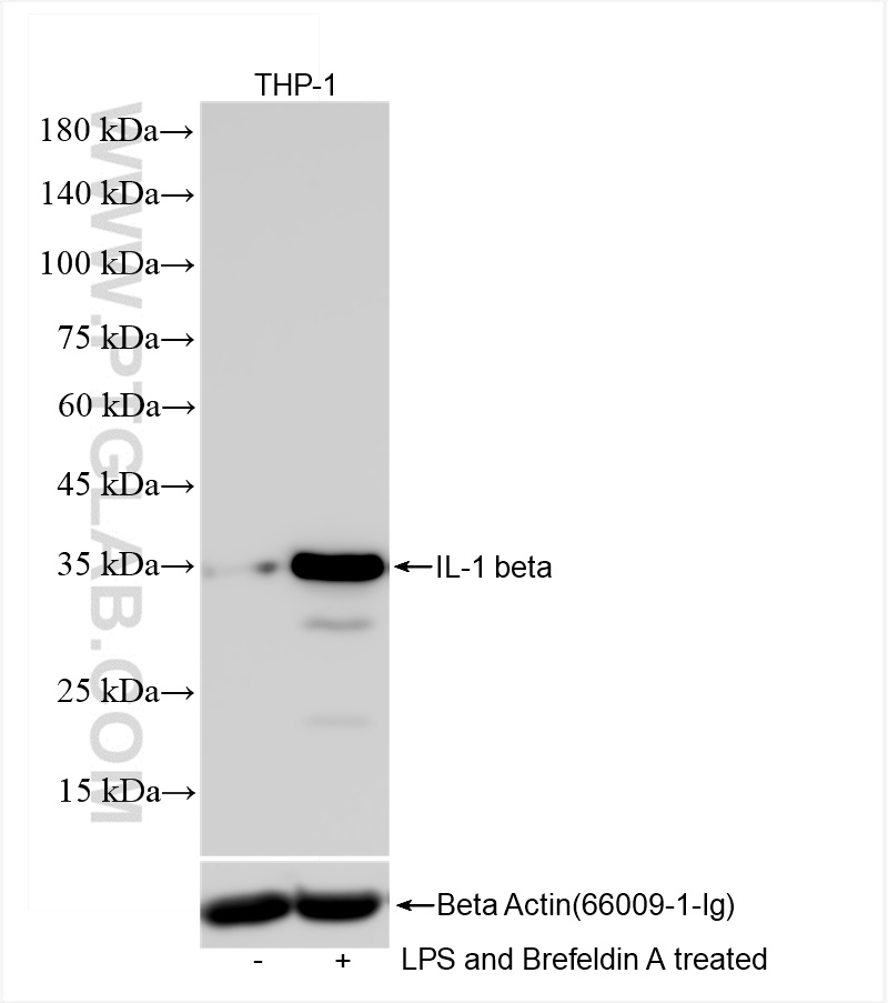 WB analysis of THP-1 using 82696-17-RR (same clone as 82696-17-PBS)