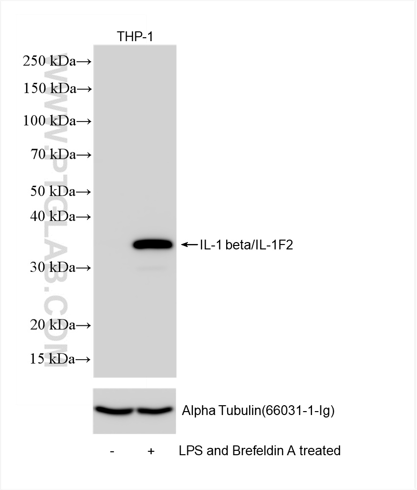 WB analysis of THP-1 using 84136-5-RR (same clone as 84136-5-PBS)