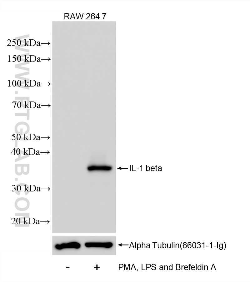 PMA, LPS and Brefeldin A treated RAW 264.7 cells were subjected to SDS PAGE followed by western blot with 84136-5-RR (IL-1 beta antibody) at dilution of 1:10000 incubated at room temperature for 1.5 hours. WB analysis of RAW 264.7 using 84136-5-RR
