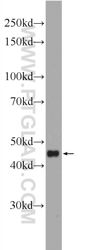 IL-10 Polyclonal antibody