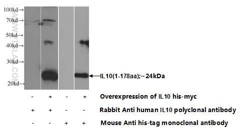 IL-10 Polyclonal antibody