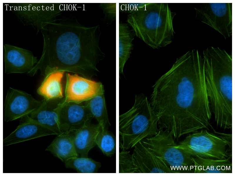 IF Staining of Transfected CHO using 86547-4-RR