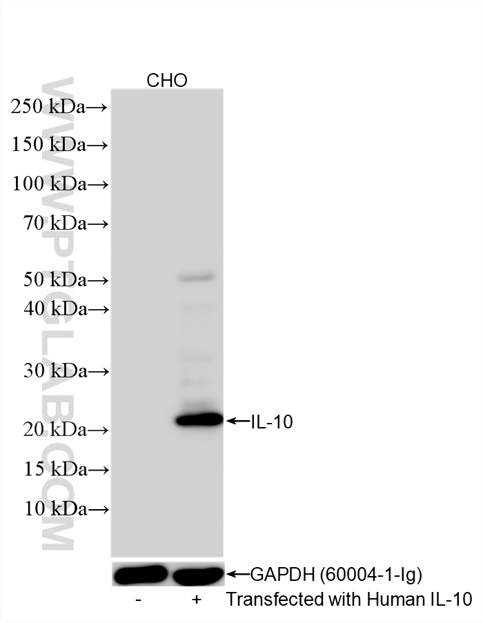 WB analysis of CHO using 86547-4-RR (same clone as 86547-4-PBS)