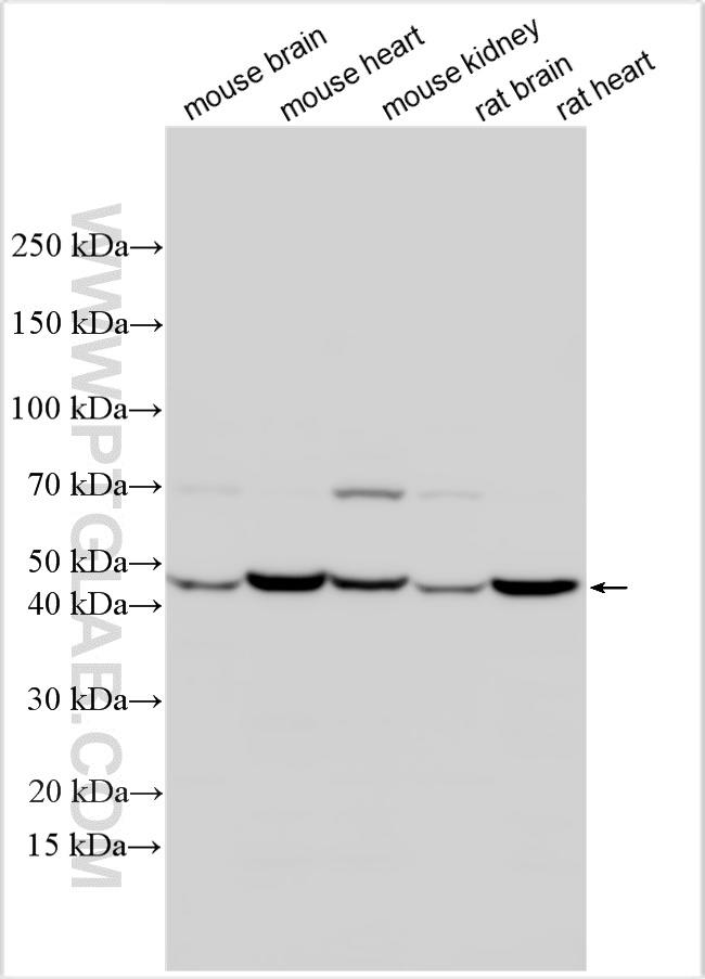 WB analysis using 30537-1-AP