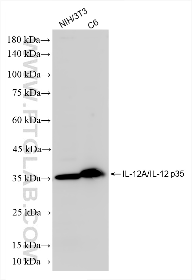 WB analysis using 85754-2-RR (same clone as 85754-2-PBS)