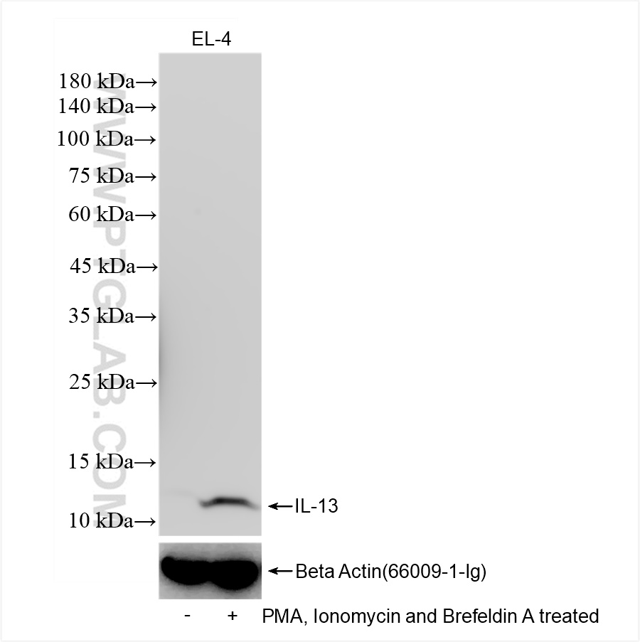WB analysis of EL-4 using 83935-1-RR