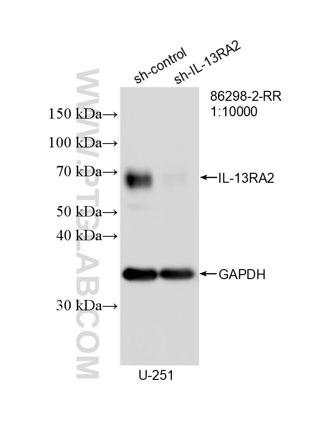 WB analysis of U-251 using 86298-2-RR (same clone as 86298-2-PBS)