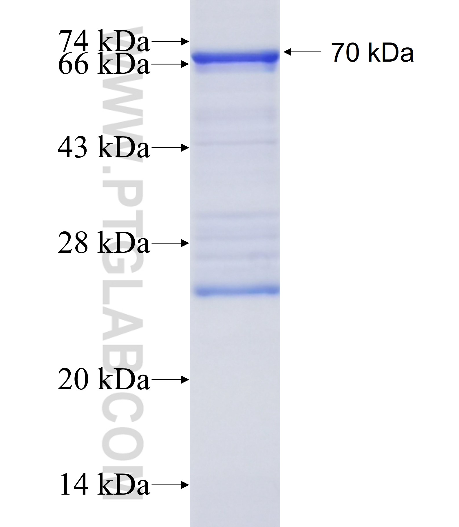 IL13RA1 fusion protein Ag34616 SDS-PAGE