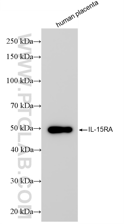 WB analysis using 84582-8-RR