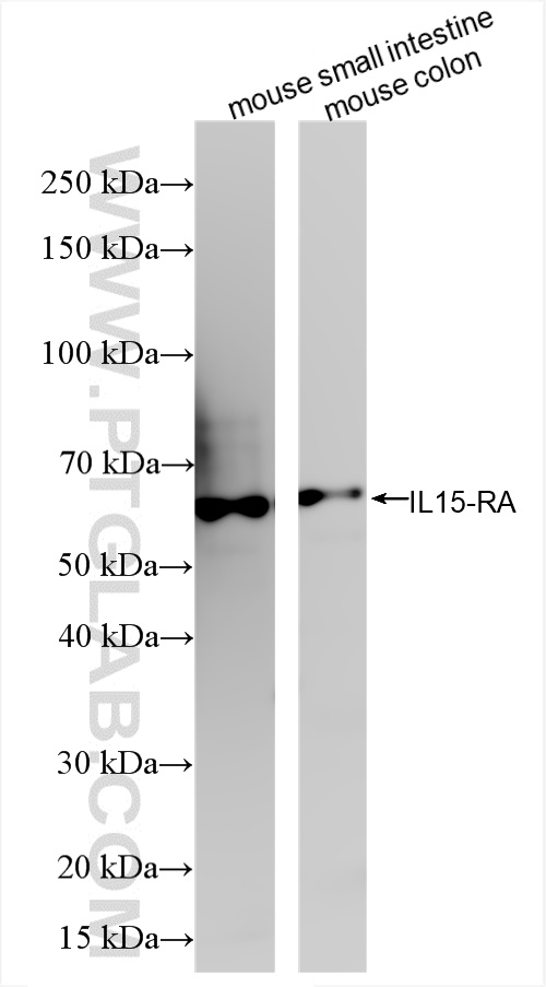 WB analysis using 85671-2-RR (same clone as 85671-2-PBS)