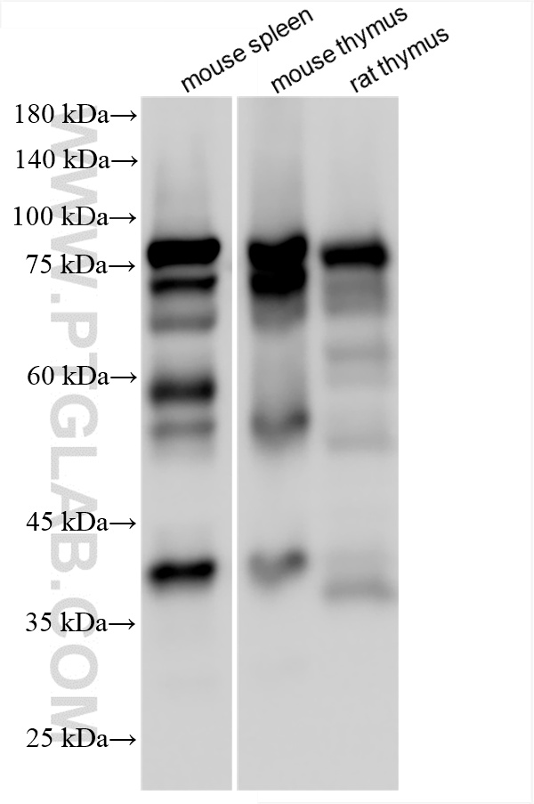 WB analysis using 86421-1-RR