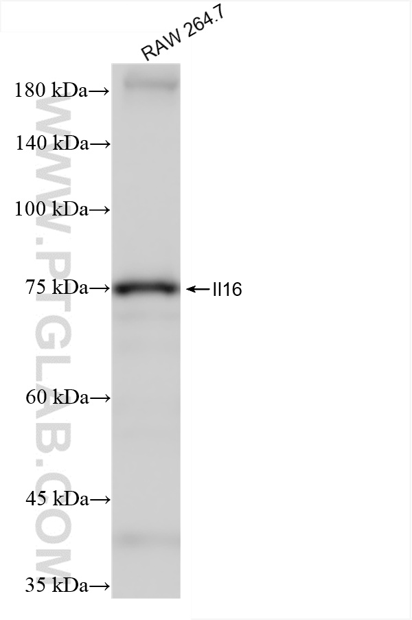 WB analysis of RAW 264.7 using 86421-1-RR
