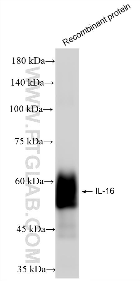 WB analysis of Recombinant protein using 86927-2-RR (same clone as 86927-2-PBS)