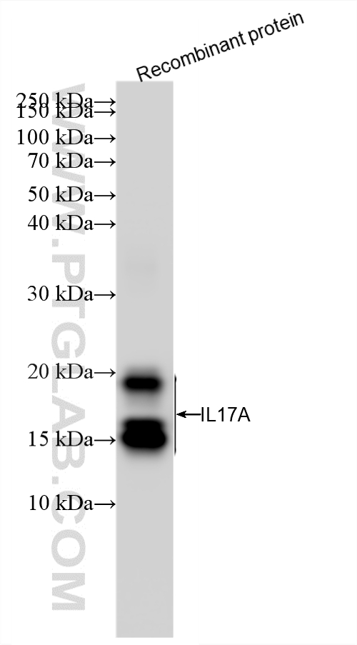 WB analysis of Recombinant protein using 87785-2-RR (same clone as 87785-2-PBS) WB analysis of Recombinant protein using 87785-2-RR (same clone as 87785-2-PBS)
