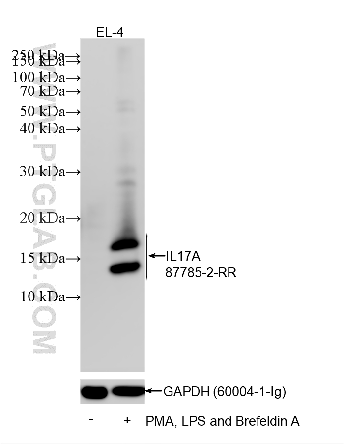 WB analysis of EL-4 using 87785-2-RR (same clone as 87785-2-PBS) WB analysis of EL-4 using 87785-2-RR (same clone as 87785-2-PBS)