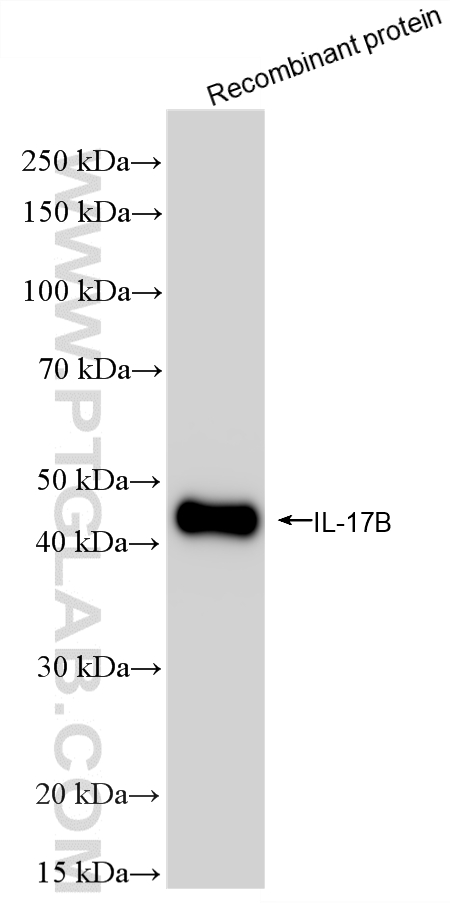 WB analysis of Recombinant protein using 87094-1-RR (same clone as 87094-1-PBS) WB analysis of Recombinant protein using 87094-1-RR (same clone as 87094-1-PBS)