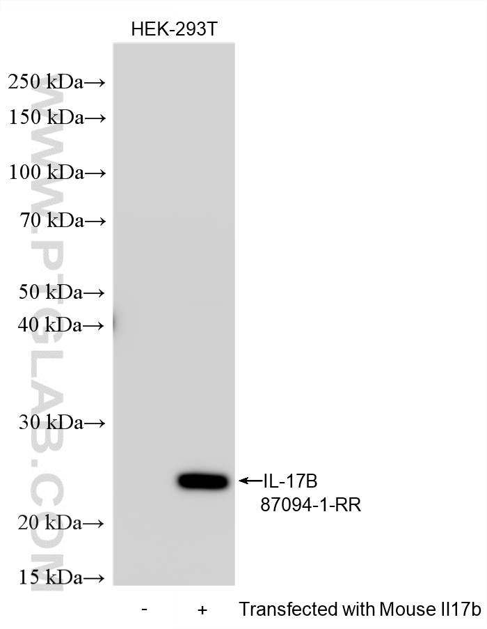 WB analysis using 87094-1-RR (same clone as 87094-1-PBS) WB analysis using 87094-1-RR (same clone as 87094-1-PBS)
