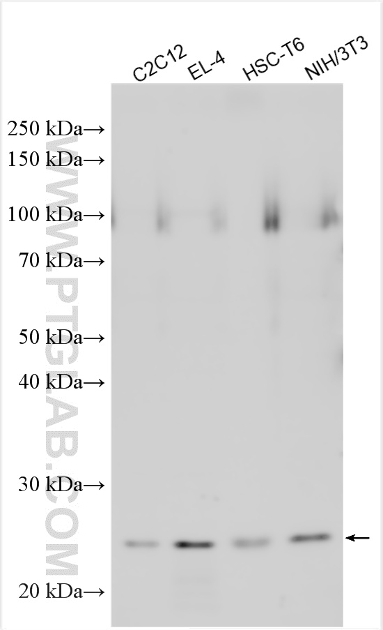WB analysis using 30589-1-AP