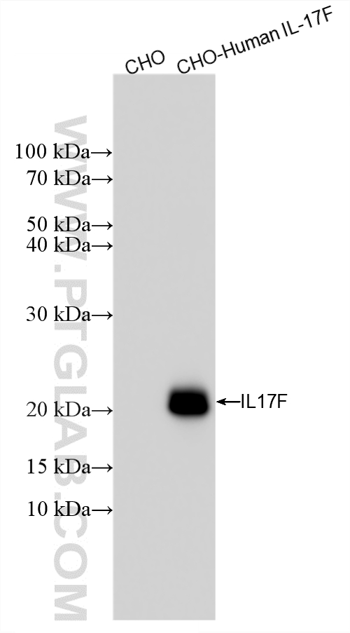 Various lysates were subjected to SDS PAGE followed by western blot with 87510-1-RR (IL17F antibody) at dilution of 1:5000 incubated at room temperature for 1.5 hours. WB analysis using 87510-1-RR