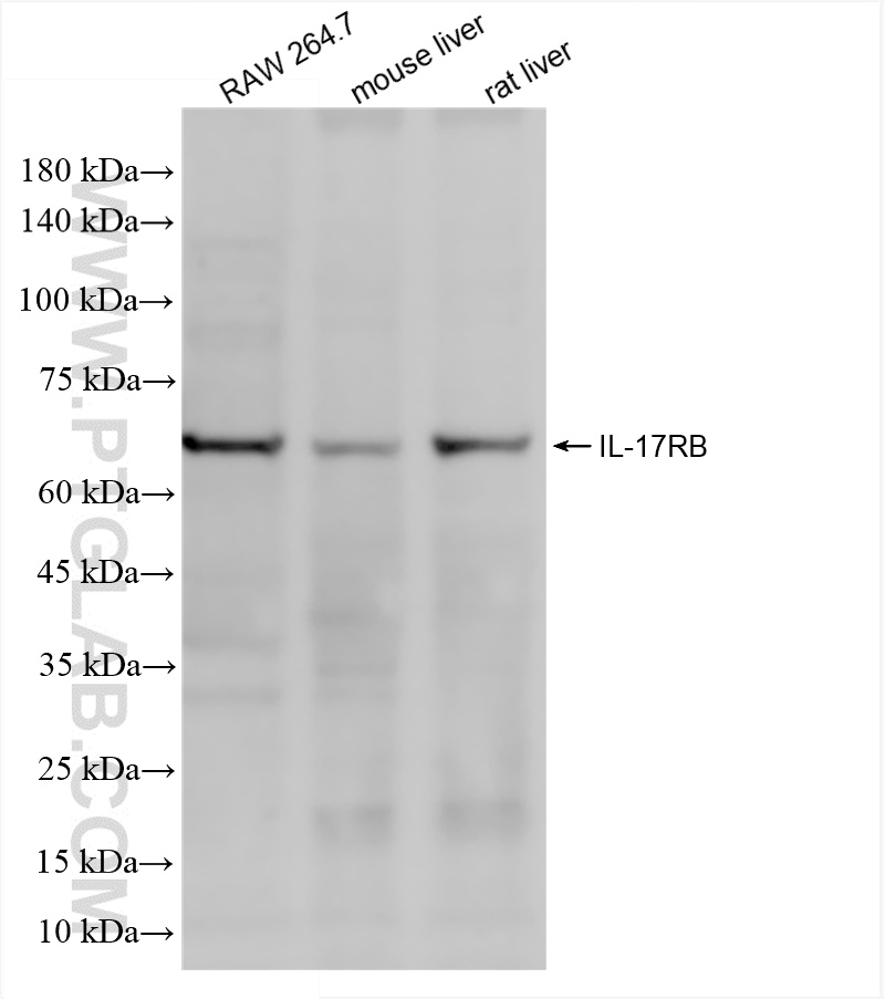 Various lysates were subjected to SDS PAGE followed by western blot with 85961-1-RR (IL-17RB antibody) at dilution of 1:1000 incubated at room temperature for 1.5 hours. WB analysis using 85961-1-RR