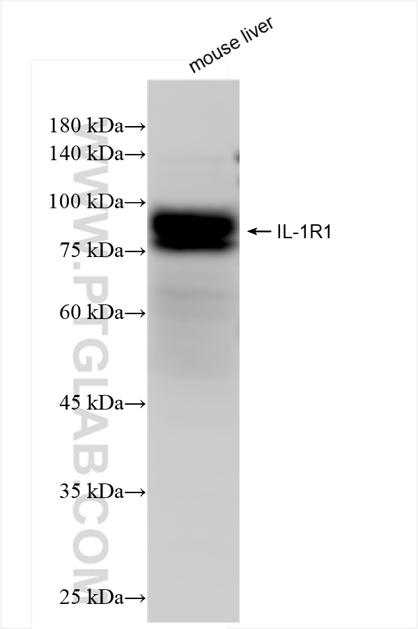 WB analysis of mouse liver using 84094-6-RR