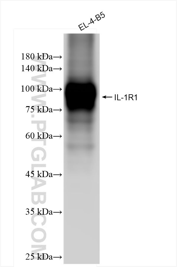 WB analysis of EL-4-B5 using 84094-6-RR