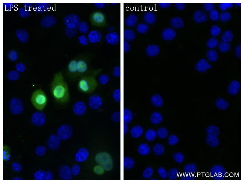 IF Staining of RAW 264.7 using 83644-1-RR