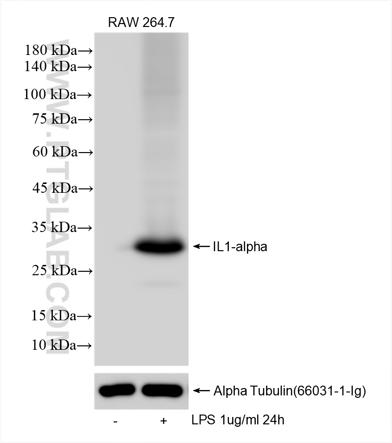 WB analysis of RAW 264.7 using 83644-1-RR