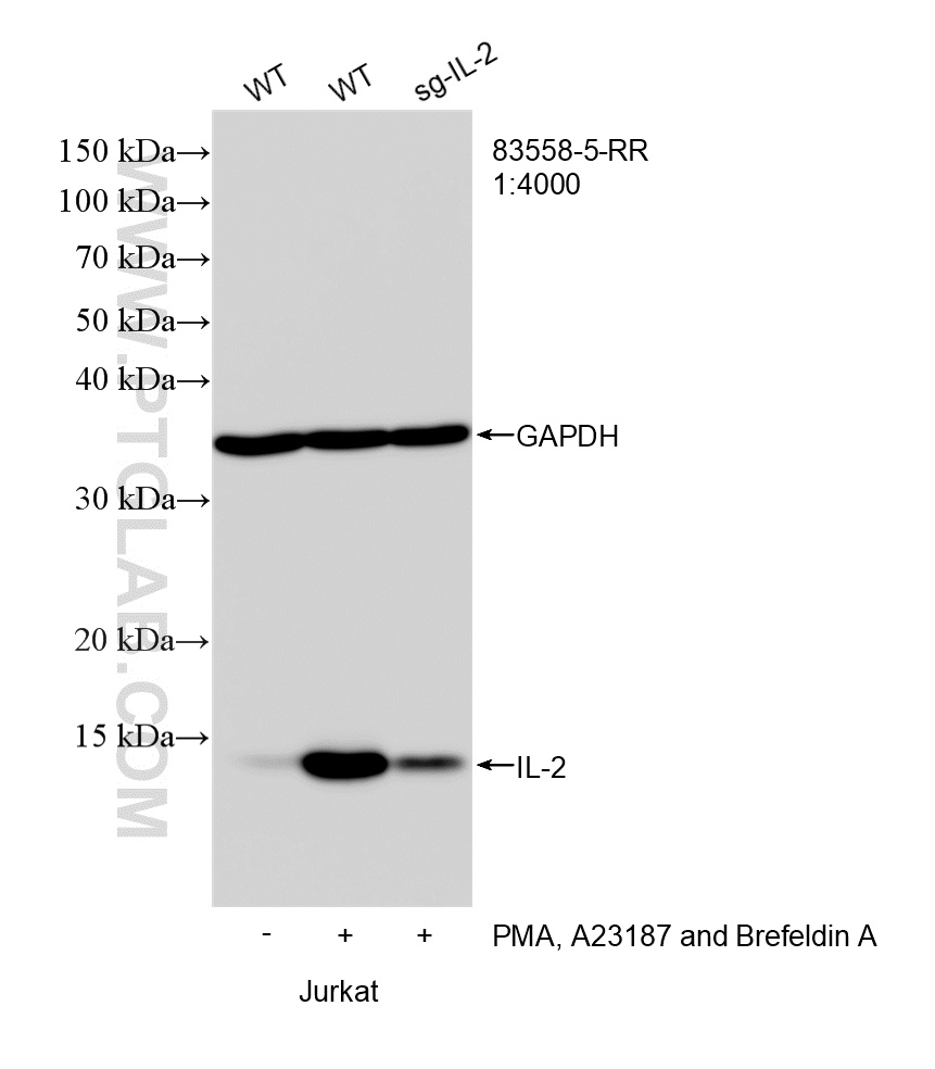 WB analysis of Jurkat using 83558-5-RR (same clone as 83558-5-PBS)