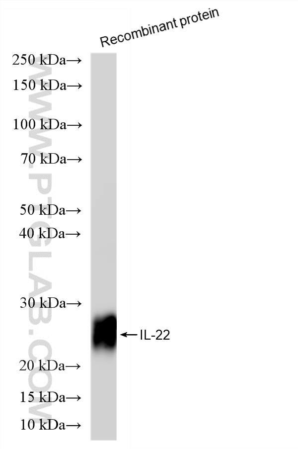 Recombinant protein were subjected to SDS PAGE followed by western blot with 82766-15-RR (IL22 antibody) at dilution of 1:5000 incubated at room temperature for 1.5 hours. WB analysis of Recombinant protein using 82766-15-RR