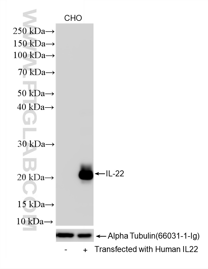 Various lysates were subjected to SDS PAGE followed by western blot with 82766-15-RR (IL22 antibody) at dilution of 1:5000 incubated at room temperature for 1.5 hours. WB analysis using 82766-15-RR