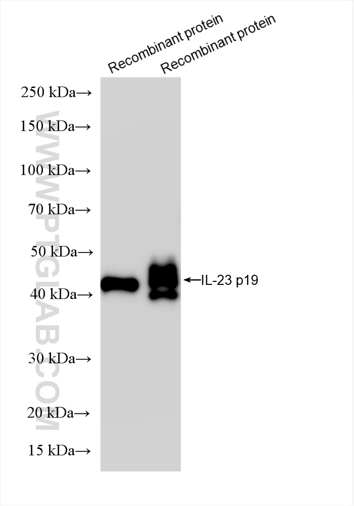 WB analysis using 85947-2-RR