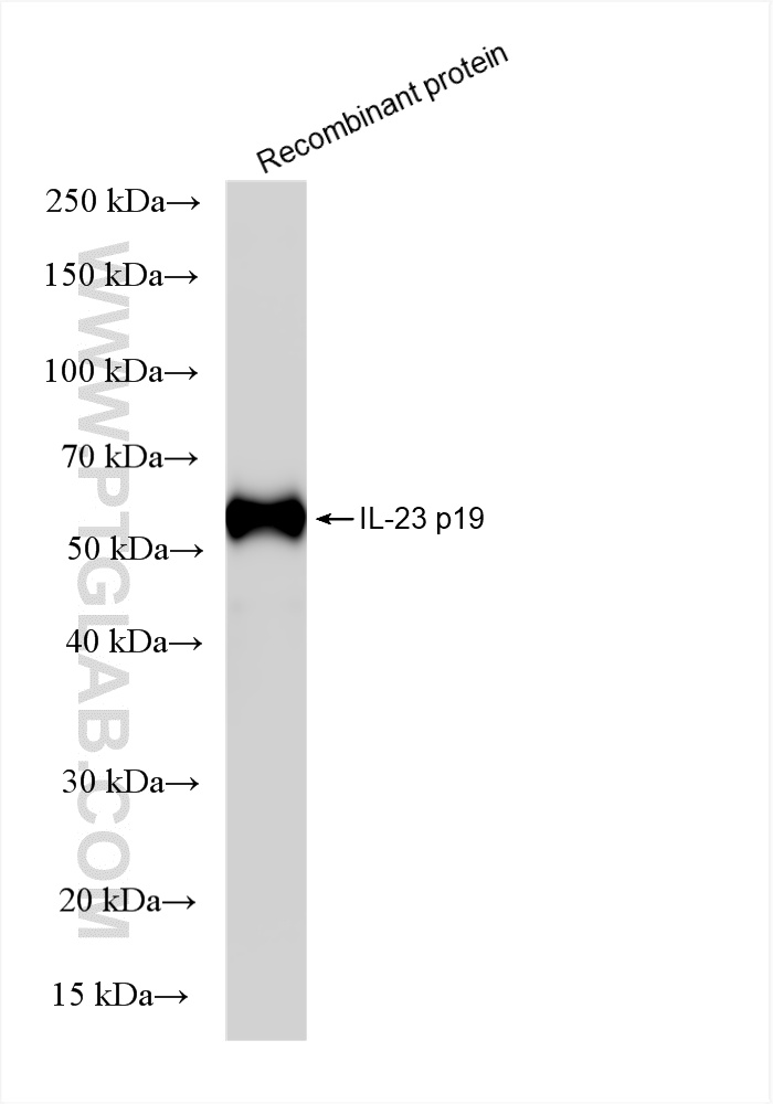 WB analysis of Recombinant protein using 85947-2-RR