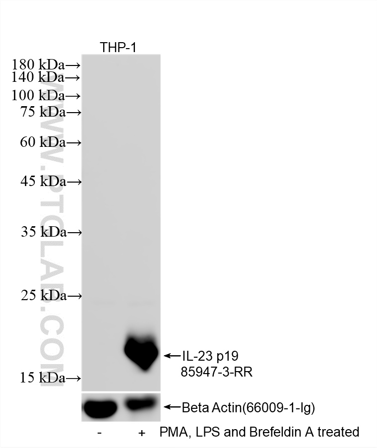 WB analysis of THP-1 using 85947-3-RR WB analysis of THP-1 using 85947-3-RR