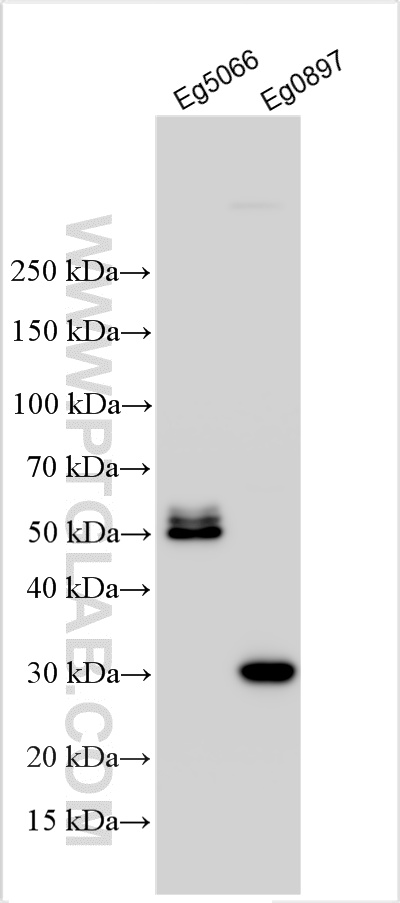 WB analysis using 32596-1-AP