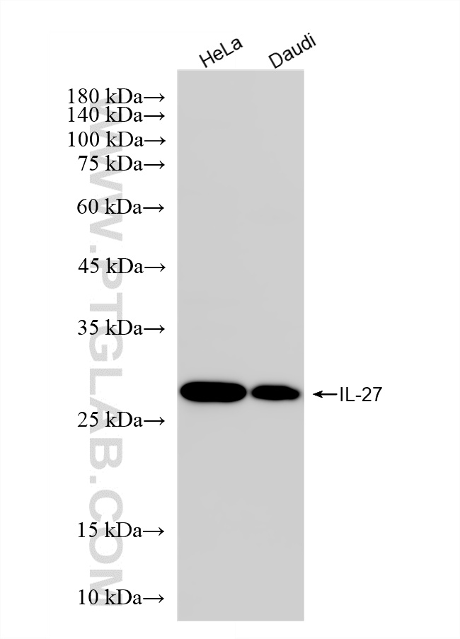 WB analysis using 87540-1-RR