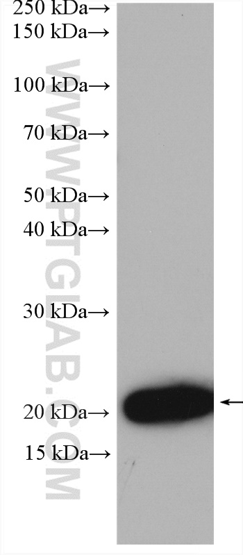WB analysis of Recombinant protein using 22646-1-AP (same clone as 22646-1-PBS)
