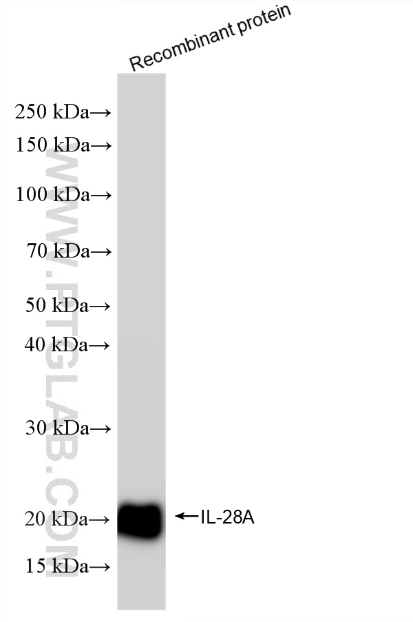 WB analysis of Recombinant protein using 86684-1-RR (same clone as 86684-1-PBS)