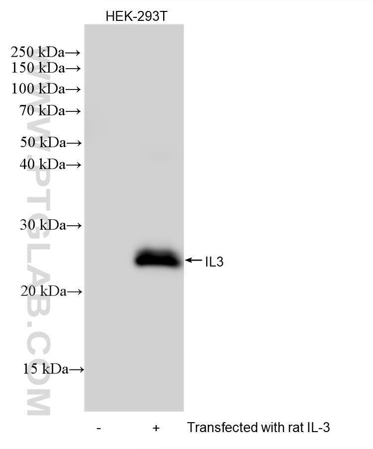WB analysis using 87822-1-RR